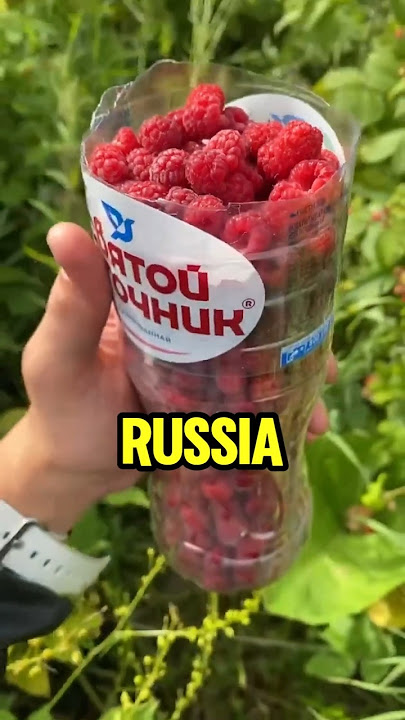 Download lagu Russian RASPBERRIES are Sweetest in WORLD 🤯🫐 #amazingfacts #fruit #ytshorts