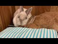 【ふりスピ】おでこを枕にして寝るスピカさんbyうさぎカフェもふれる