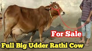 Big Udder बड़ी लेवटी की राठी गाय बिल्कुल सस्ते दाम में14 Liter Milk Rathi Available For Sale Farmtalk