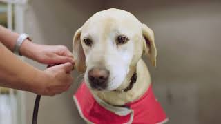 Our biosecurity detector dogs safeguarding Australia