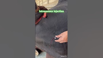 Intravenous injection l dr Umar Khan