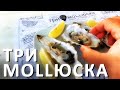 Ресторан "Три Моллюска" в Новофёдоровке. Крымские морепродукты   (устрицы, мидии, улитки). Крым 2021