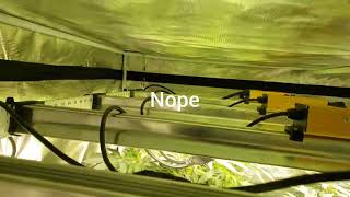 Indoor Cannabis Grow 🎤🍒 How To Fill A Veg. Tent 👌🏿👉🏿Pablo's Revenge & Runtz V2 Up Next In🕷 The Web🕷
