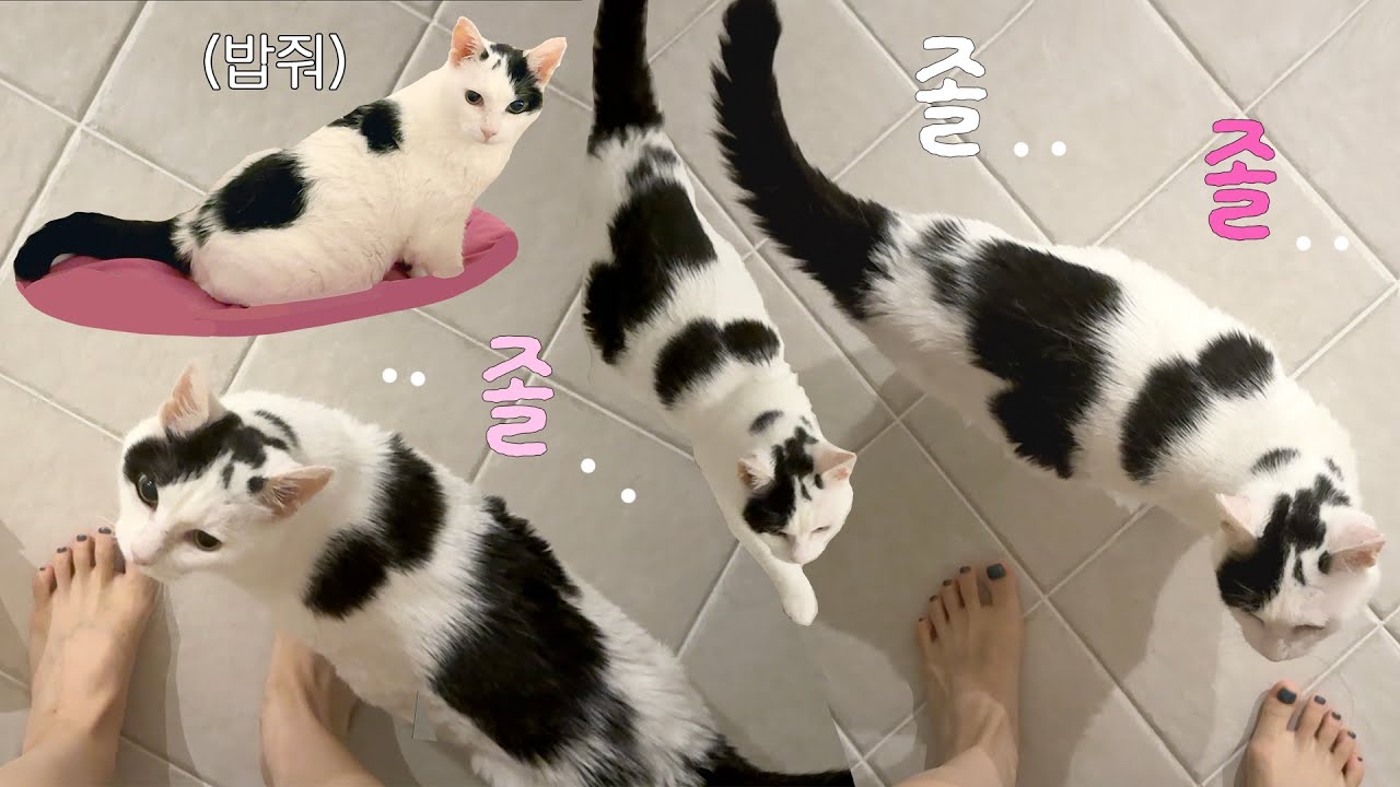 이 집 고양이들 애교가 미쳤다