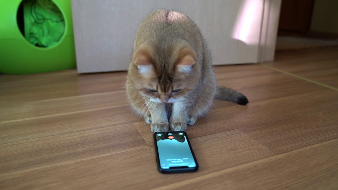 funny cats sleeping in weird positions compilation 2014 funnyplox Call a friend