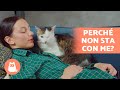 Perché il mio GATTO non si sdraia sopra di me? 🐱 Non mi ama? 💔