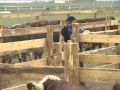 Аукцион скота  Казахстан