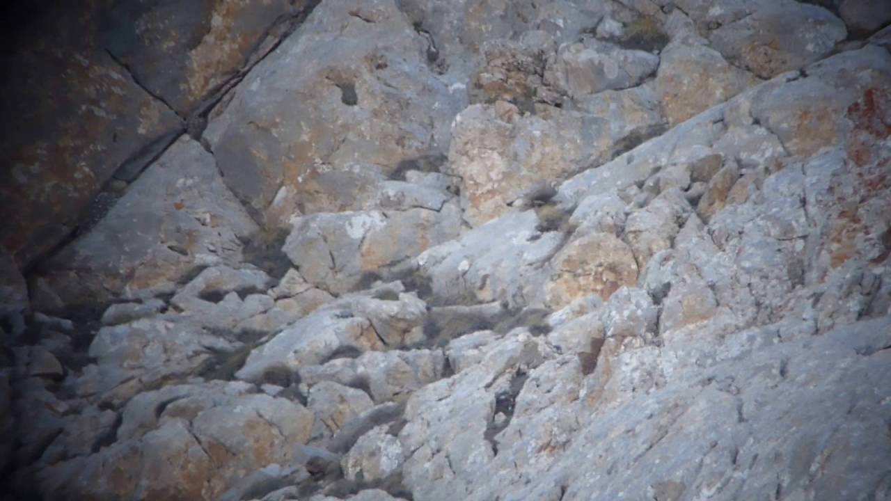 Caspian Snowcock (Tetraogallus caspius), Turkey, April 29th 2013 