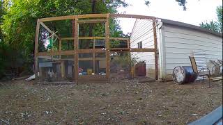 Catching the Silkie Cockerel's First Crow Net Worth