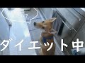 無言の圧力に屈する飼い主！