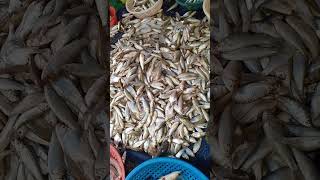 Amazing ! Kinds of Cambodia fishes, to be sold in Boeugchhouk Market Battambang Cambodia #aseanfish