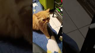 funny cats #13 #cats #cute #pets #meow #instacat #catlover #kittensofinstagram #animaloveras