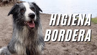 Border Collie care  how to care for this dog?