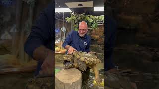 Bowser @BrianBarczyk 100lb Alligator Snapping Turtle! #alligatorsnappingturtle #shorts #turtle