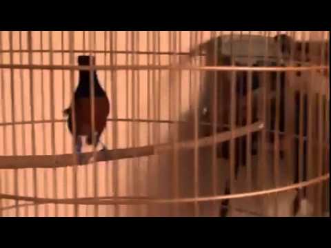 VIDEO : jual burung murai batu medan super - ciri-ciriciri-cirimuraibatu medan ekor tipis-lentur melengkung ke bawah, panjang 27- 30 cm. variasi lagu kicauan indah & banyak, daya ...