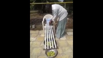 Indian Farmer sort Lemon by their size