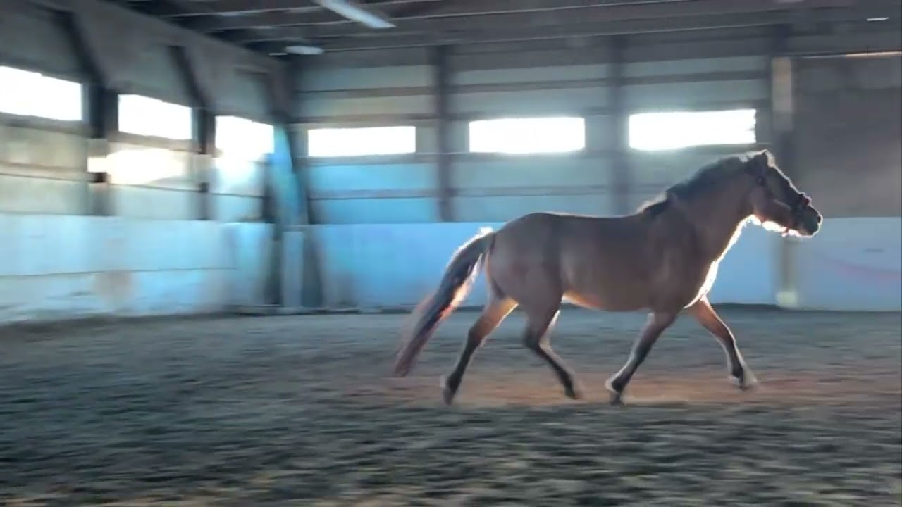 Freya, medium welsh x fjord cross for sale