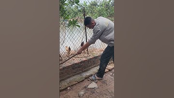 Sự dụng tay không bắt rắn hổ mang #cobra #snake