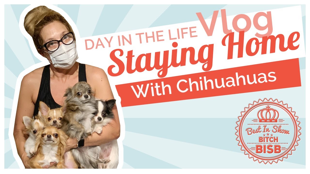 Day in The Life: Coronavirus Staying Home with Chihuahuas VLOG - YouTube