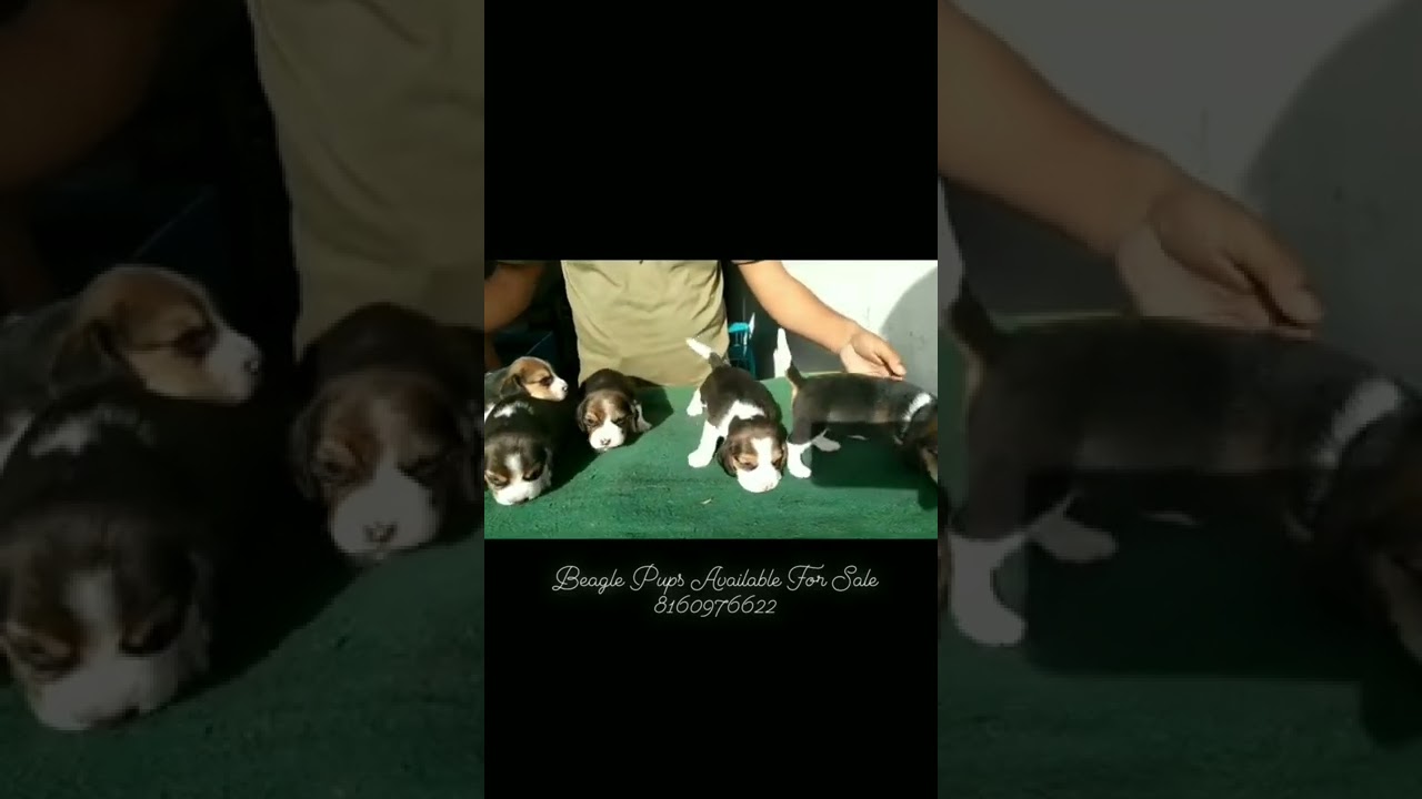 Beagle Puppies Available For New Home...