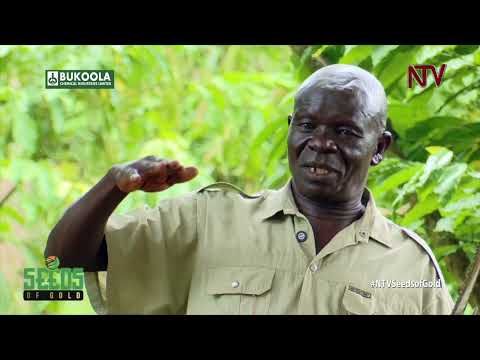 Lira farmer turns coffee into a thriving business | SEEDS OF GOLD