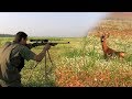 Hunting Serbia - Vojvodina - Roe deer hunting | Lov srndaća Sečanj  | Caccia al capriolo |
