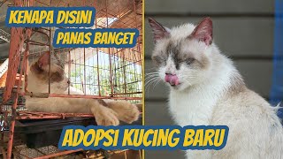 ADOPSI KUCING BARU YANG KONDISINYA BUTUH DI BANTU