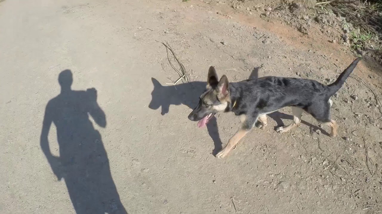 Pastor Alemão com 5 meses Hanna