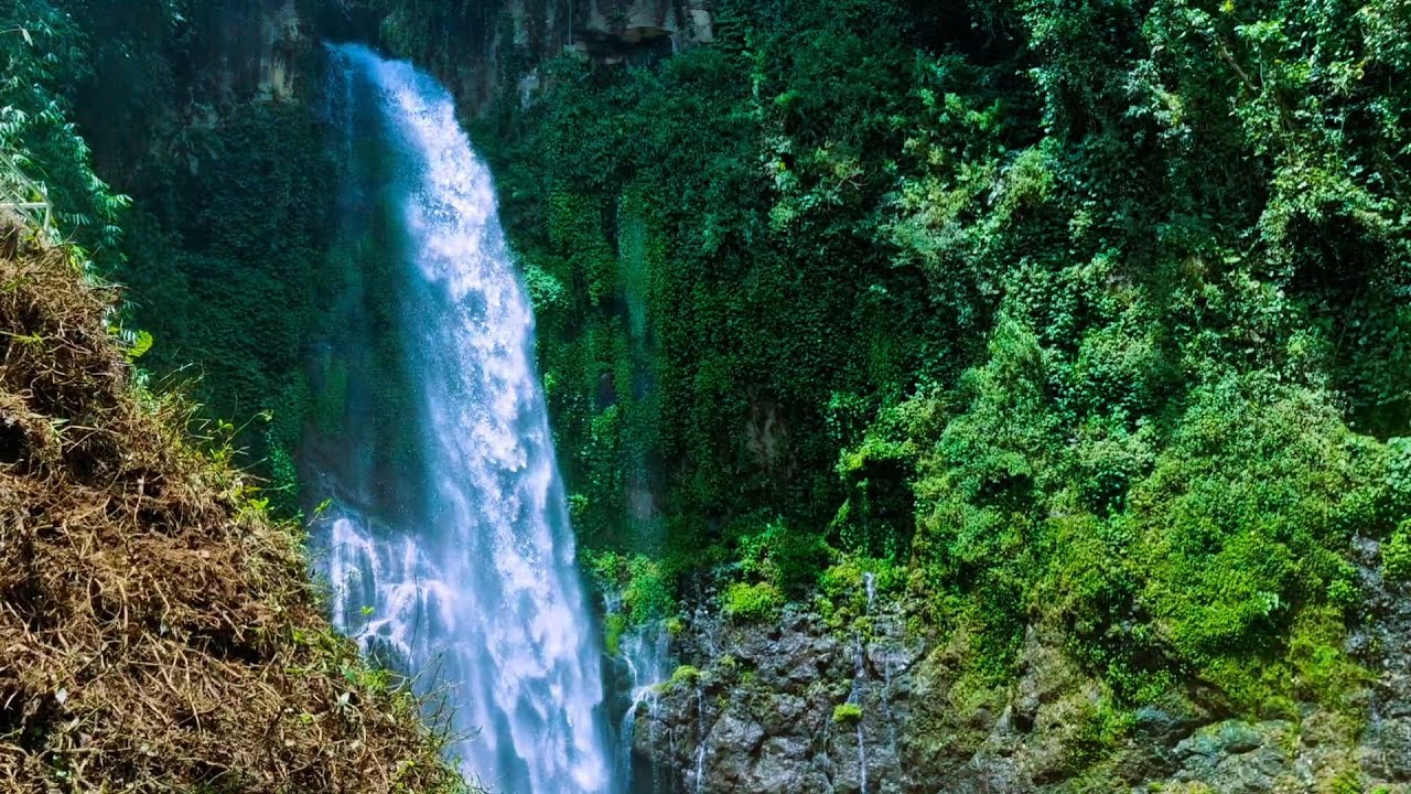 Calm River Ambience with Birds  Sleep Fast