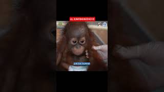 Traumatized Baby Orangutan Rescued From Tiny Cage #babyanimals #orangutans #animals #animalrescue