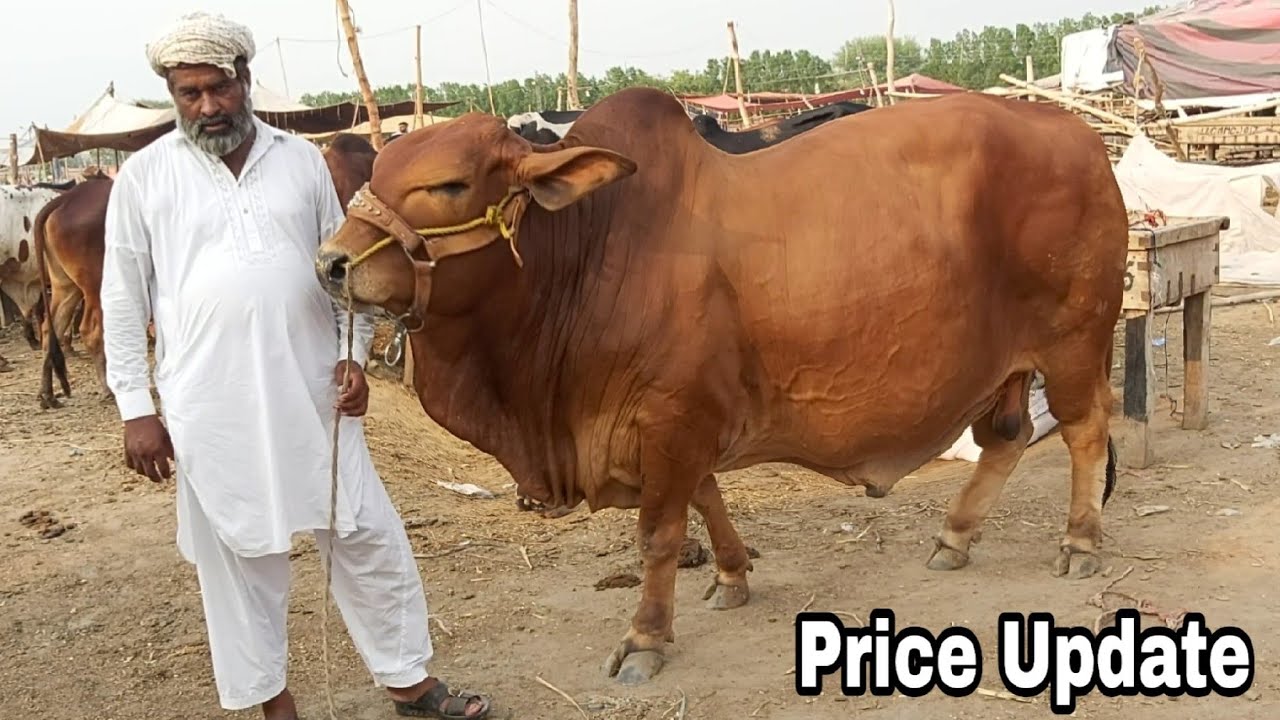 Bakra Mandi Pakistan ma Price update in cow Mandi Pakistan Bakra