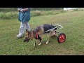 Frisky taking a walk with his wheelchair