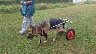 Frisky taking a walk with his wheelchair