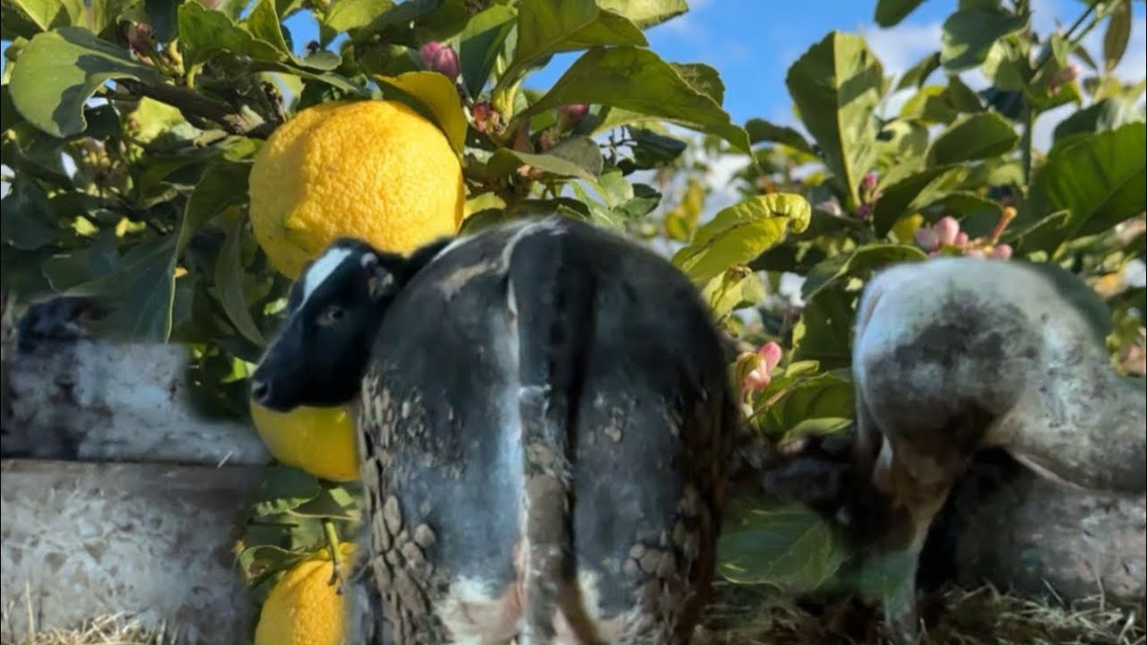 سبع عجول 🐂 سلالة الأزرق البلجيكي للبيع في ضيعة محمد في مهيولة مدينة أزمور 