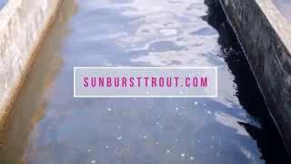 Sunburst Trout Farms Rainbow Trout Jerky