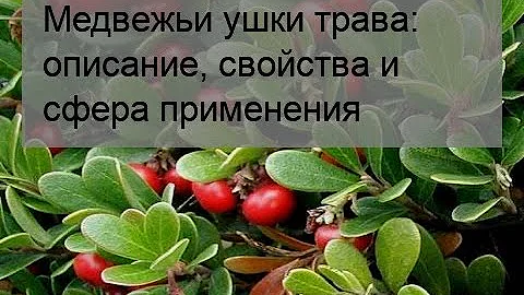 Медвежьи ушки трава: описание, свойства и сфера применения