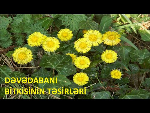 Video: Öskürək Gübrəsinin Faydaları - Koltsfoot Çayı ilə Bitkilərin Qidalanması