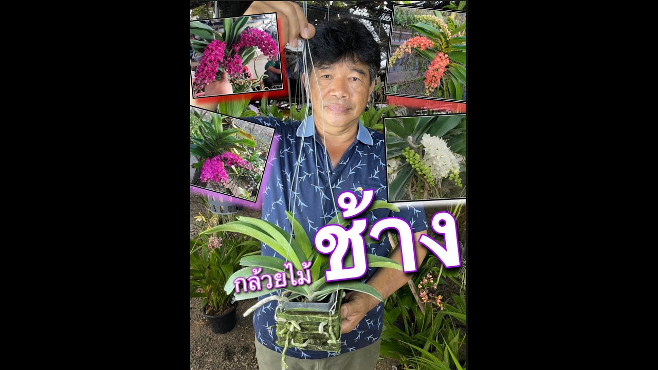 ว่าด้วยเรื่อง กล้วยไม้สกุลช้าง วิธีปลูกและดูแลโดยสวนคชาธาร