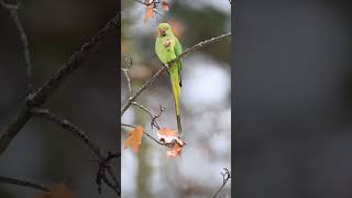 Roseringed Parakeet  Psittacula Krameri  Halsbandsittich roseringedparakeet birdshorts