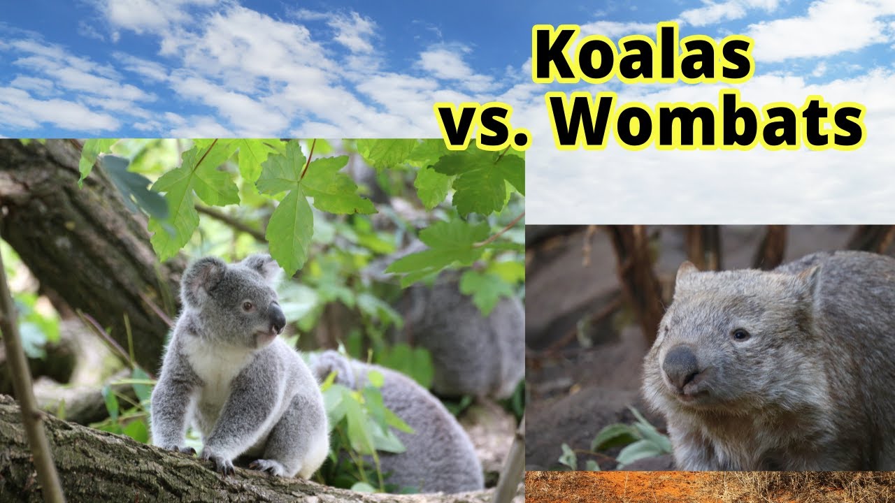 Koalas vs Wombats How to Distinguish Them??? YouTube