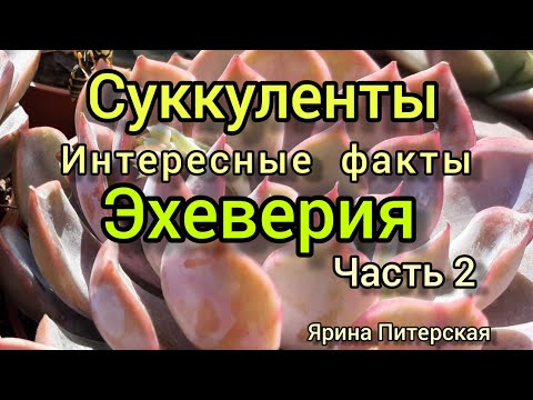 Эхеверия.Интересные факты.