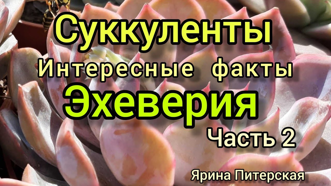 Эхеверия.Интересные факты.