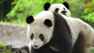 🐼 CHINA ADVENTURE: Pandas, Walls & Warriors! 🌏