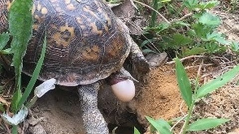Live Egg Laying Box Turtle in Wild Natural Setting At my Backyard Tortoise Laying Eggs