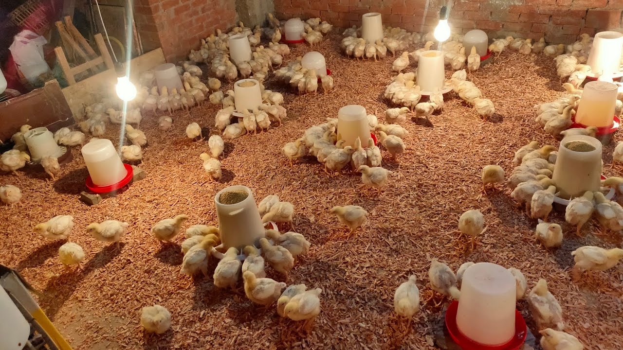 تريية الكتاكيت البيضاء عمر ١٣ يوم