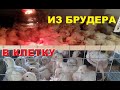 Пересадка цыплят бройлера из брудера в клетку