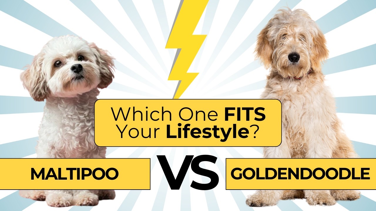 🐶 Maltipoo vs Goldendoodle: Which One FITS Your Lifestyle? 🐶