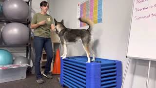 Muzzle Conditioning And Handling Skills