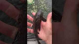 Corroncho, Cucha O Pez Diablo. Como Lo Conoces??