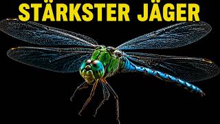 The Dragonfly — The World's DEADLIEST Insect! What are dragonflies actually good for